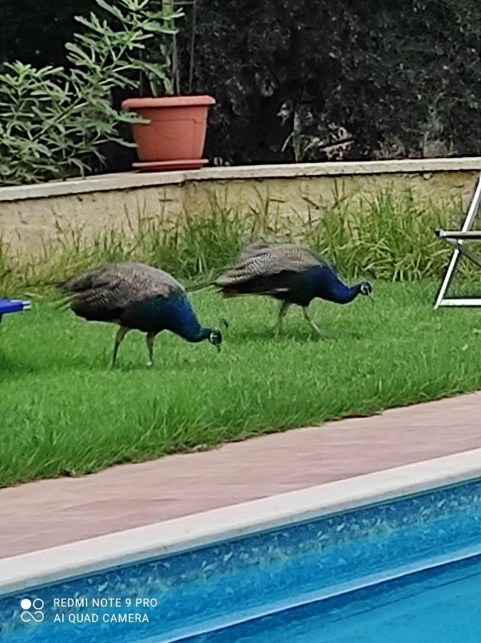 Villa Koulouridi Daratsos Buitenkant foto